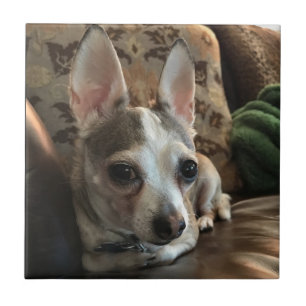 Baldosa cerámica del perro de la chihuahua