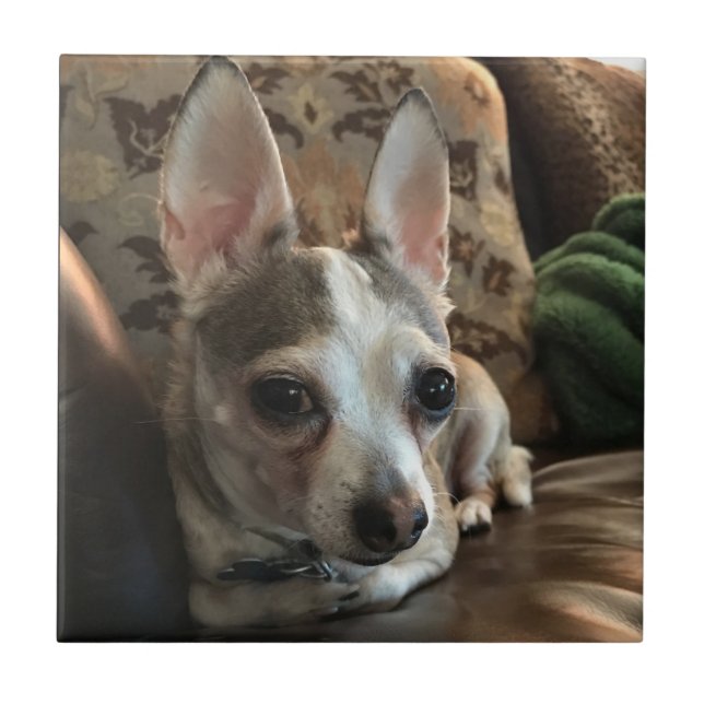 Baldosa cerámica del perro de la chihuahua (Frente)