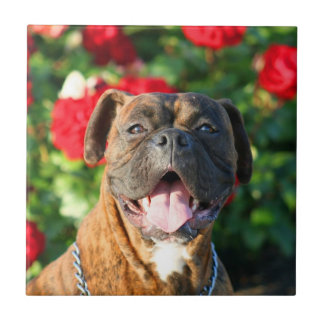baldosa cerámica del perro del boxeador