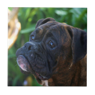 baldosa cerámica del perro del boxeador