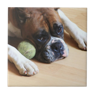 baldosa cerámica del perro del boxeador