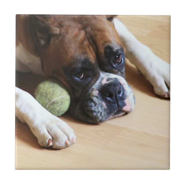 baldosa cerámica del perro del boxeador (Frente)