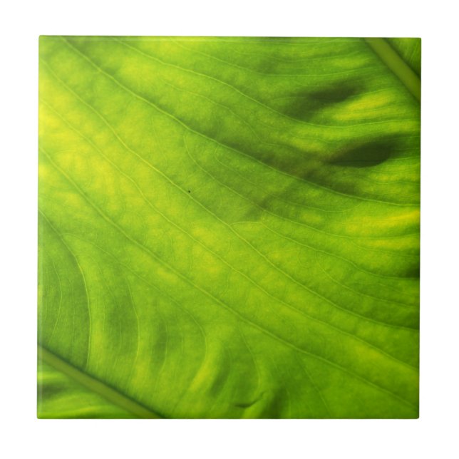 Baldosa cerámica del taro del oído de elefante (Frente)