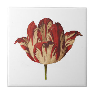 Baldosa cerámica del tulipán botánico de Rembra