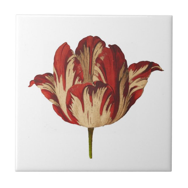 Baldosa cerámica del tulipán botánico de Rembrant (Frente)
