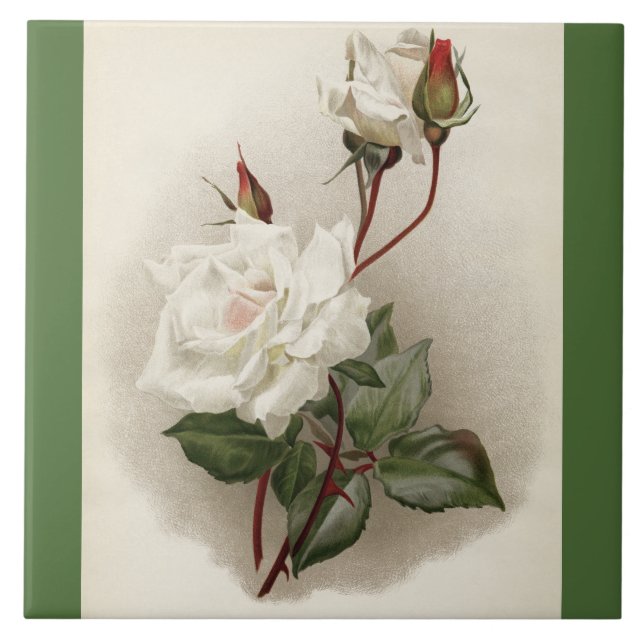 Baldosa cerámica del verde de los rosas blancos (Frente)