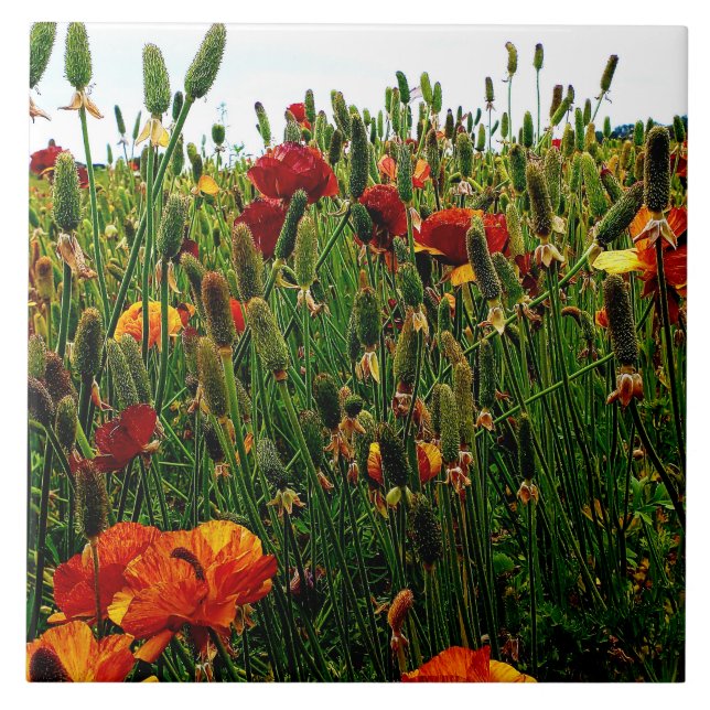 Baldosa cerámica floral: Campos de flor, Carlsbad (Frente)