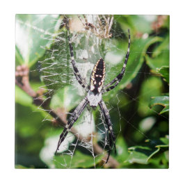 Baldosa cerámica negra y amarilla de la araña de
