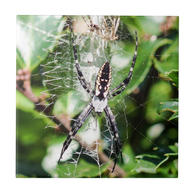 Baldosa cerámica negra y amarilla de la araña de (Frente)