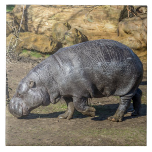 Baldosa cerámica pigmeo