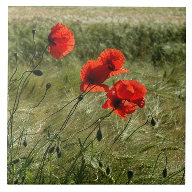 Baldosa con Klatschmohn 02 (Frente)