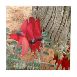Baldosa cuadrada de Sturt's Desert Pea