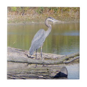 Baldosa de Blue Heron