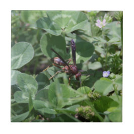 Baldosa De Cerámica De Wasp