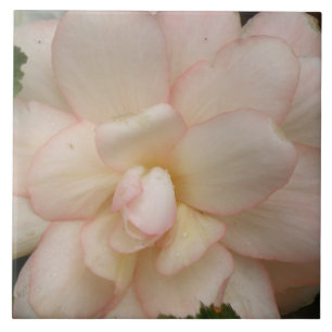 Baldosa de flores de Begonia blanca