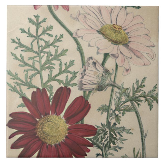 Baldosa de margarita de época (Frente)