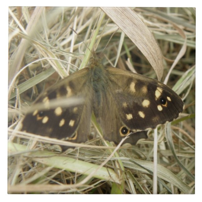 Baldosa de mariposa de madera esmerilada (Frente)