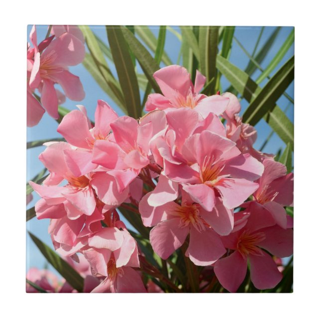 Baldosa de Oleander rosa (Frente)