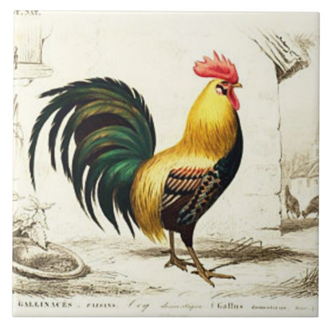 Baldosa decorativa de la casa de los antiguos roos (Frente)