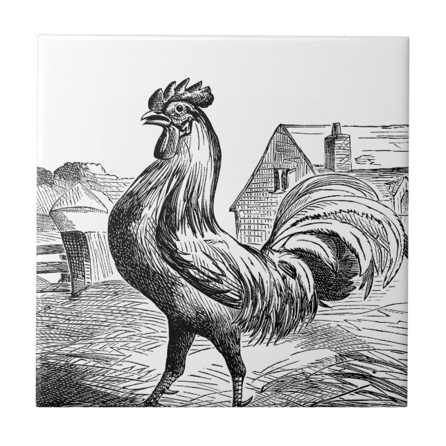 Baldosa decorativa de una casa de campo de gallo d (Frente)