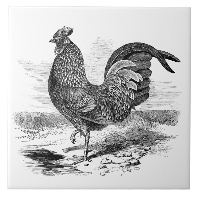 Baldosa decorativa de una casa de campo de gallo d (Frente)