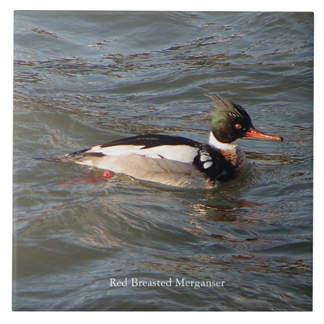 Baldosa Merganser de la mecha roja (Frente)