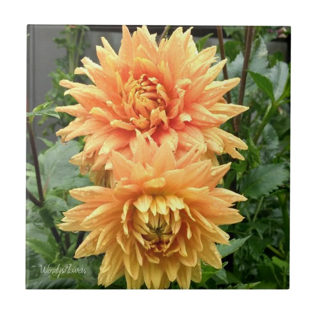 Baldosas cerámicas con dahlias naranjas con gotas  (Frente)