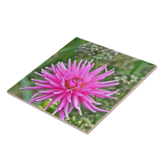BALDOSAS CERAMICAS/DAHLIA PINK (Lado)