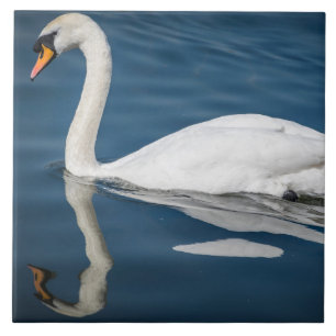 Baldosas cerámicas de agua azul y cisne