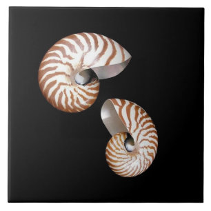 Baldosas cerámicas de Nautilus