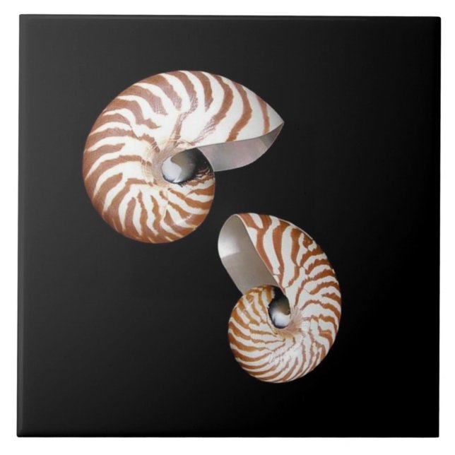 Baldosas cerámicas de Nautilus (Frente)