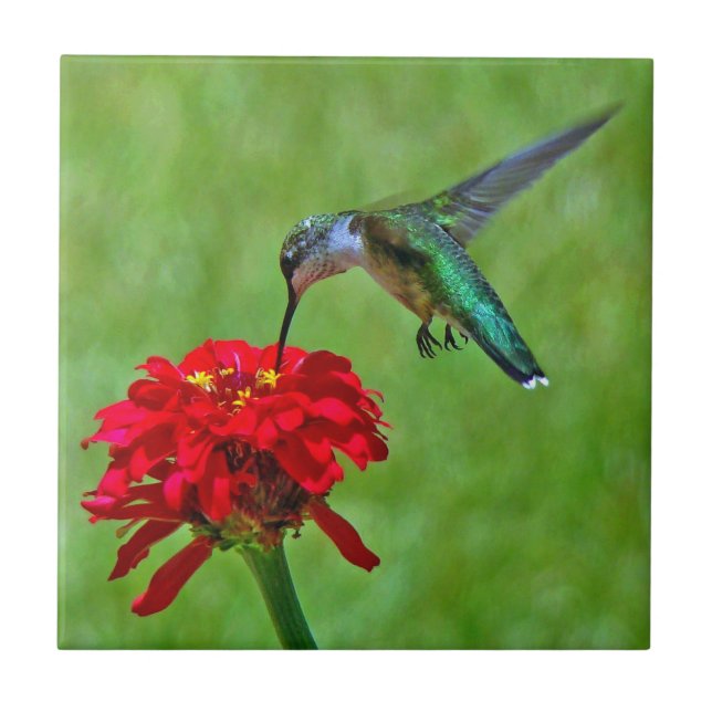 Baldosas cerámicas del colibrí y del Zinnia rojo (Frente)