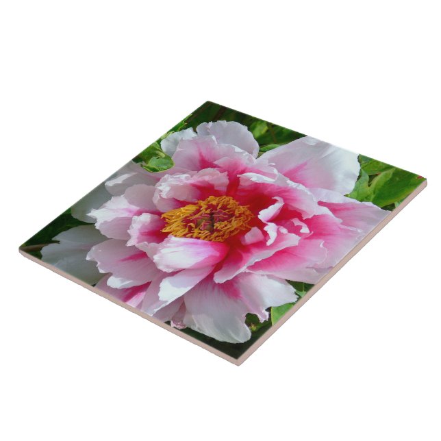 BALDOSAS CERAMICAS/PEONAJE FRILLY ROSA-ROSA Y BLAN (Lado)