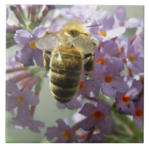 Baldosas de abeja y bucea