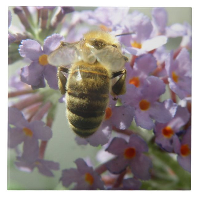 Baldosas de abeja y bucea (Frente)