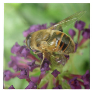 Baldosas de abeja y morada