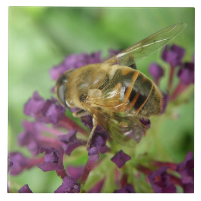 Baldosas de abeja y morada (Frente)