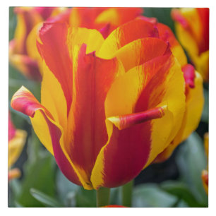 Baldosas de cerámica Banja Luka