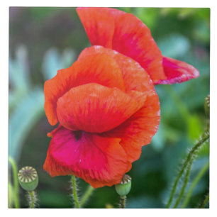 Baldosas de cerámica de cachorros rojos