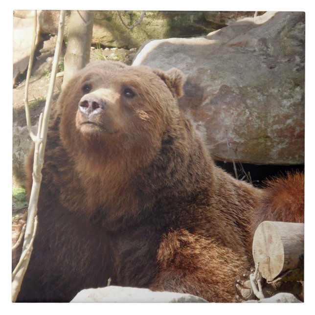 Baldosas de cerámica de oso marrón (Frente)
