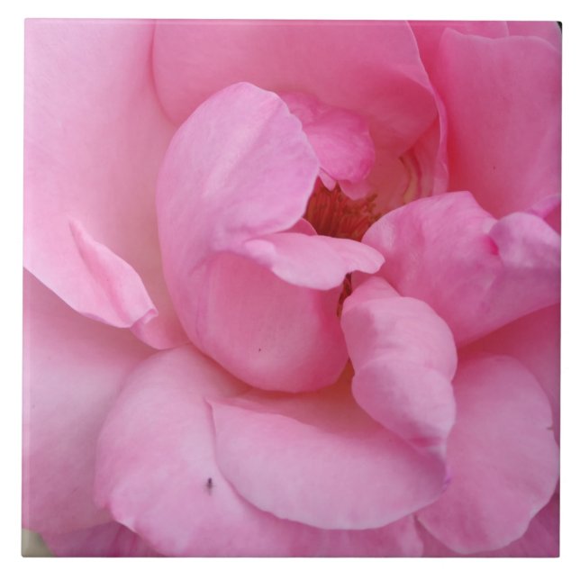 Baldosas de cerámica rosa (Frente)