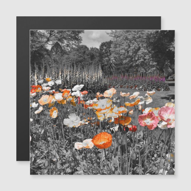 Ballarat Jardín Botánico Imán de exposición de flo (Anverso/Reverso)