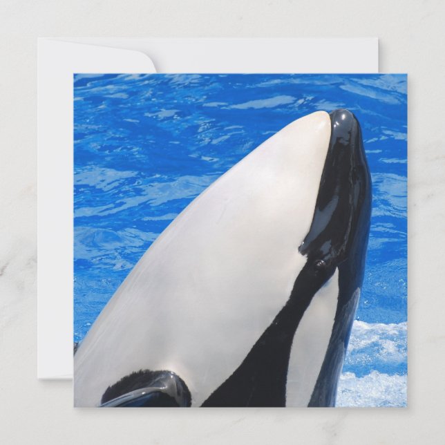 Ballena asesina (Anverso)