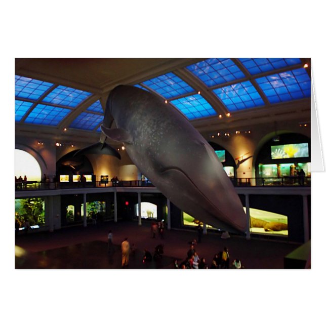 Ballena azul grande (Anverso (Horizontal))