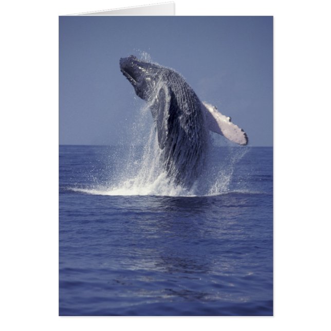 Ballena jorobada rompiendo (Megaptera (Frente)