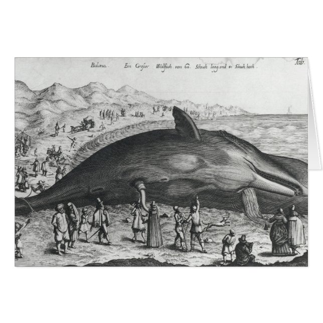 Ballena muerta (Anverso (Horizontal))