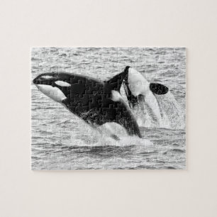 Ballenas asesinas en monocromo, rompecabezas