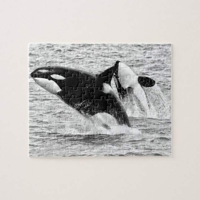 Ballenas asesinas en monocromo, rompecabezas (Horizontal)