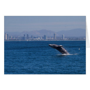 Ballenas de un tiempo