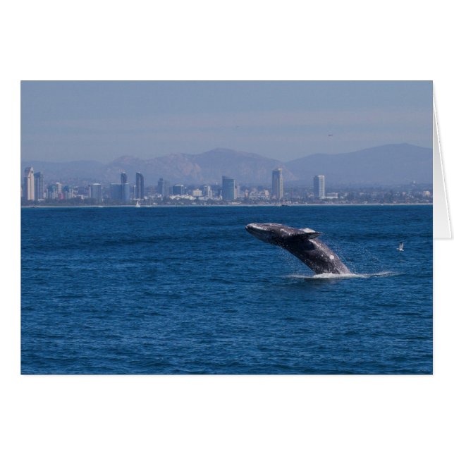 Ballenas de un tiempo (Anverso (Horizontal))